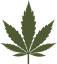 Dunesberry, Cannabis